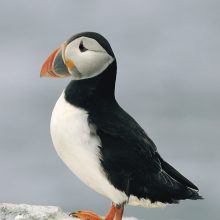 Starida Puffin Island Cruises