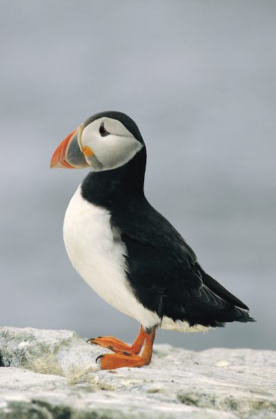 Starida Puffin Island Cruises