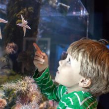 Anglesey Sea Zoo