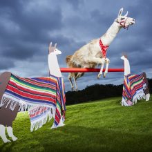 Black Rock Llamas