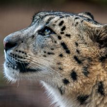 The Welsh Mountain Zoo