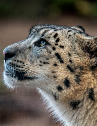 The Welsh Mountain Zoo