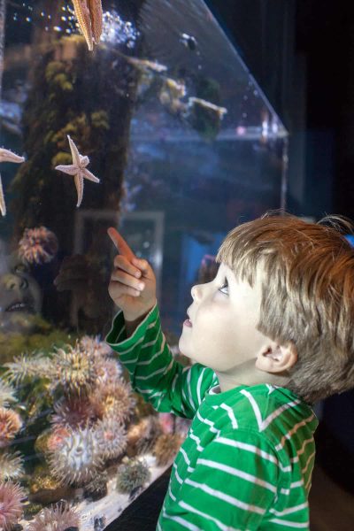 Anglesey Sea Zoo